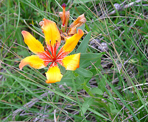 Lys Orange
