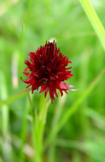 Orchis Vanille