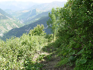 Dbroussaillage du chemin
