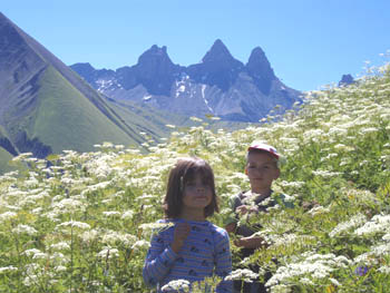 Fleurs et aiguilles d'arves