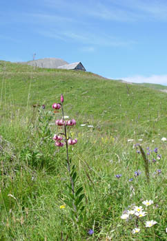 Lys martagon