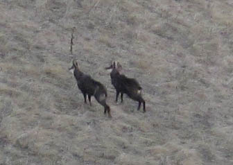 Chamois