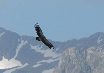 Aigle royal