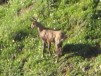 Chamois